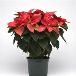 NSF-Poinsettia-BeautyQueen-6po.jpg