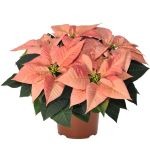 NSF-Poinsettia-Cinnamon-6po.jpg