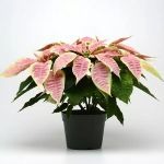 NSF-Poinsettia-JoyMarble-6po.jpg