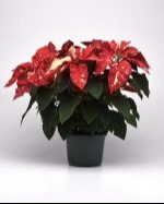 NSF-Poinsettia-NewGlitter-6po.jpg