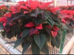 NSF-Poinsettia-rouge-10po.jpg