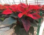 NSF-Poinsettia-rouge-6po.jpg