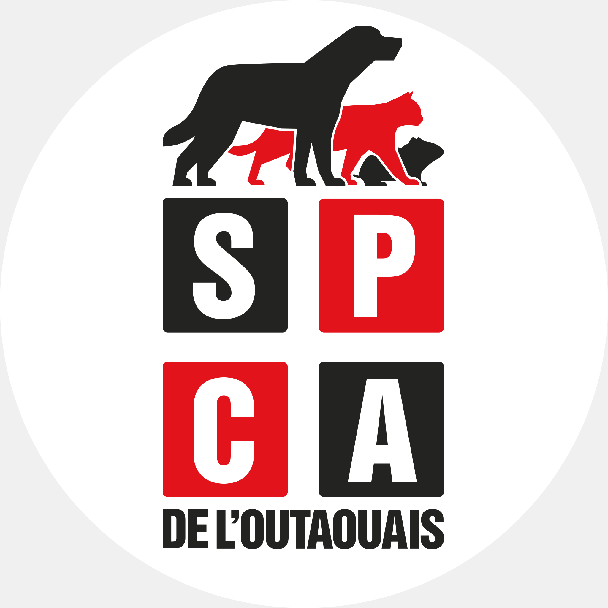 Image de l'équipe