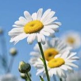 Image du participant