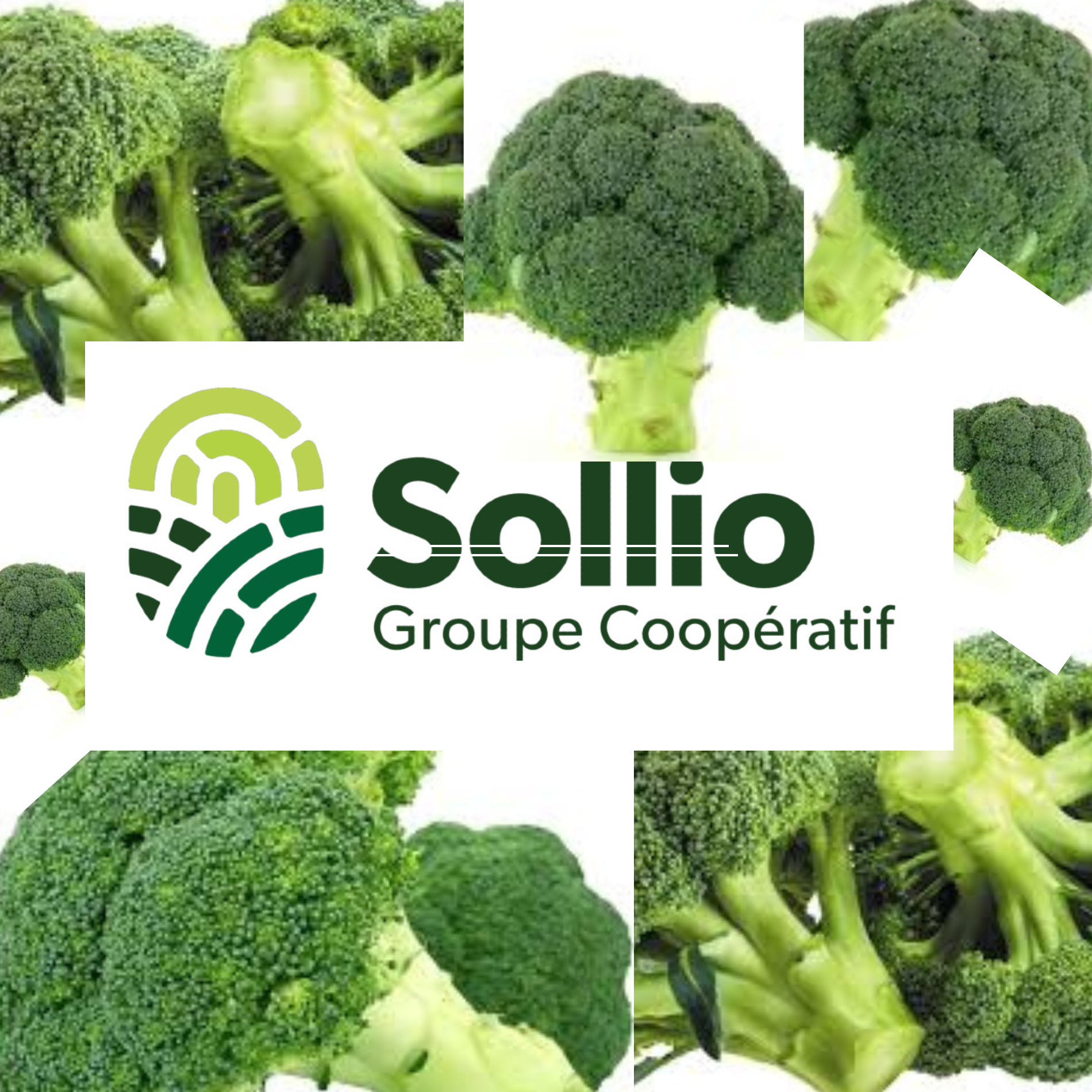 Image de l'équipe